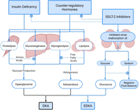 Euglycemic diabetic ketoacidosis in the era of SGLT-2 inhibitors